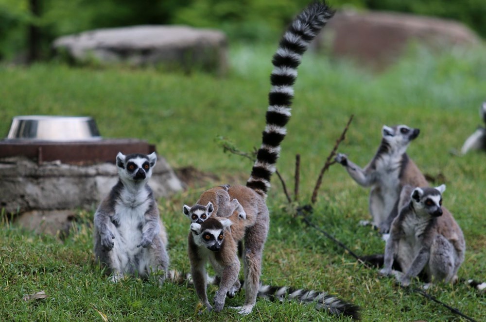 Bursa'daki lemur ailesi büyüyor - 8