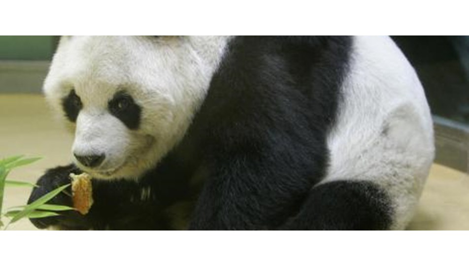 En yaşlı panda öldü