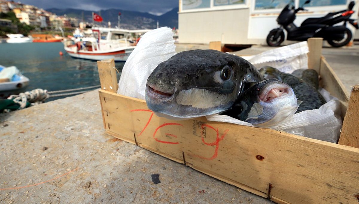 Akdeniz ve Ege derken yeni hedefi Marmara Denizi… Uzmanlardan “Bilmediğiniz balığı tüketmeyin” uyarısı