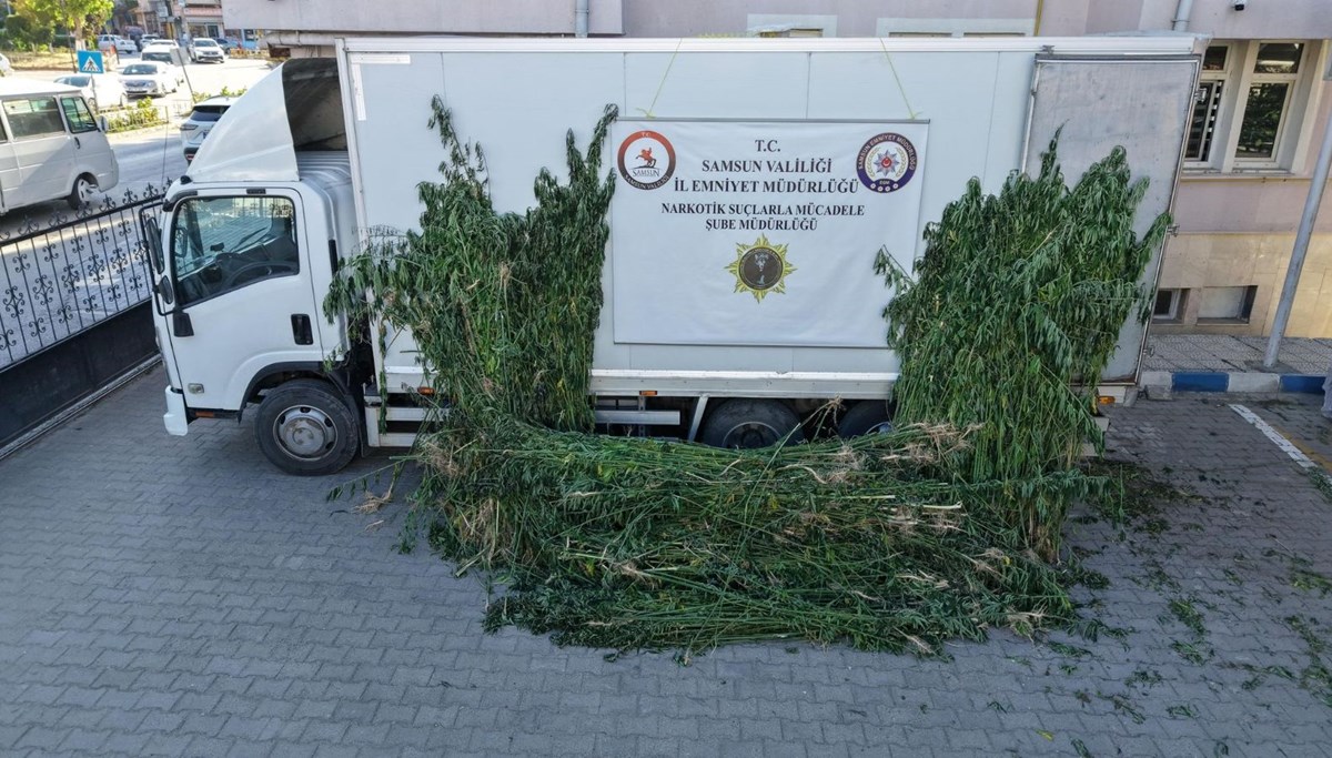 Ayçiçeği tarlasında kenevir operasyonu Ayçiçeği tarlasında kenevir operasyonu