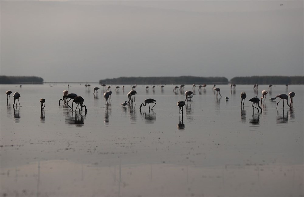 Kuş cenneti Bafa Gölü'nde korkutan görüntü - 9