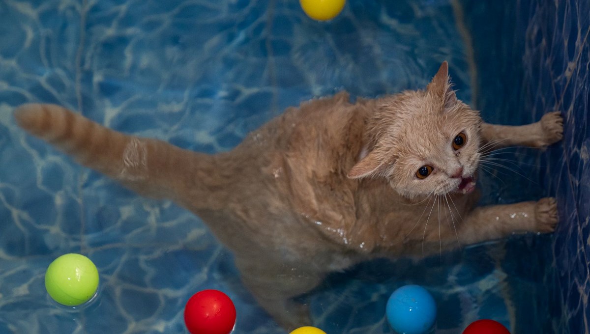 Obez kedi Ekmek arkadaşı Şiraz'ın yolunda: Yüzmekten nefret ediyor Obez kedi Ekmek arkadaşı Şiraz'ın yolunda: Yüzmekten nefret ediyor