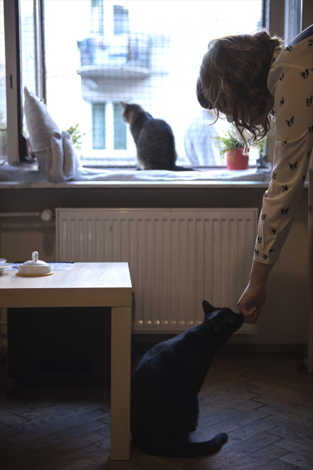 Polonya�da kedi konseptli kafe Magazin Haberleri NTV