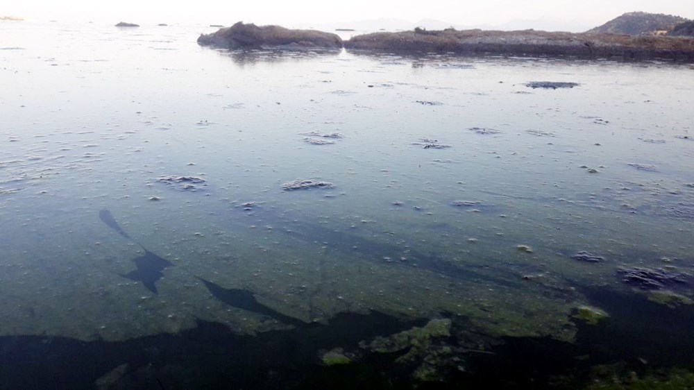 Beyşehir Gölü'nde alg patlaması: Suyun rengi yeşile döndü - 6