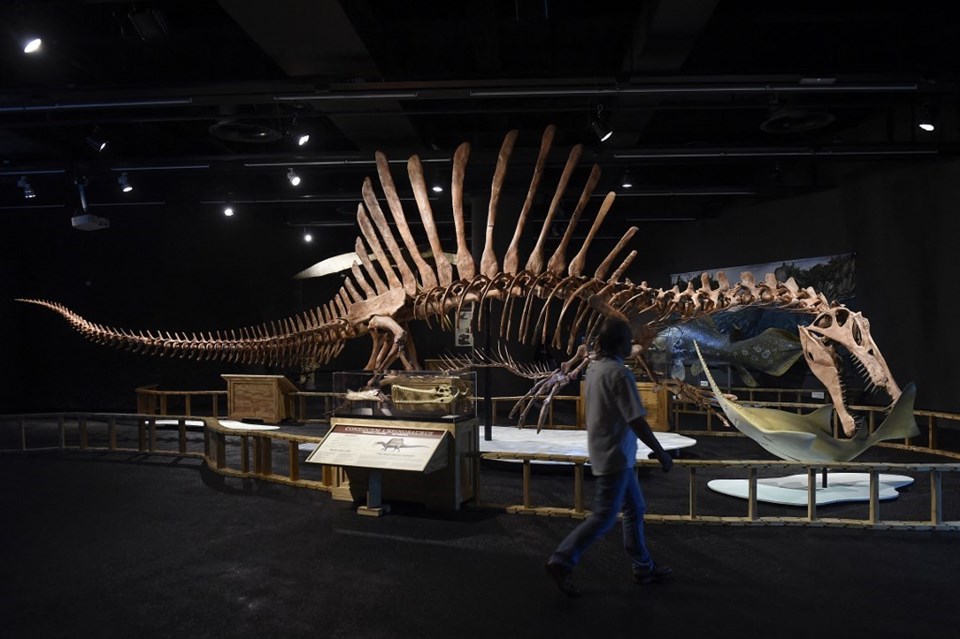 Araştırma: Dinozor türü "Spinosaurus" hem karada hem suda yaşamış olabilir - 1