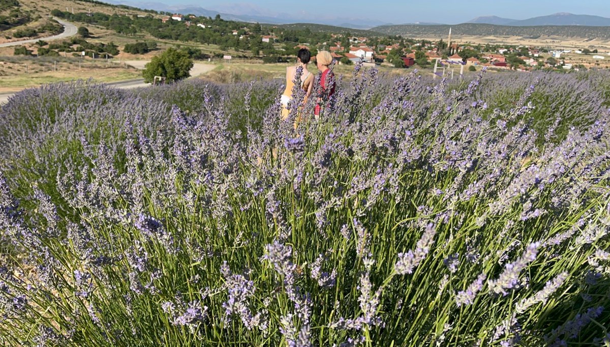 Lavanta festivaline ilk üç günde 100 bin ziyaretçi Lavanta festivaline ilk üç günde 100 bin ziyaretçi