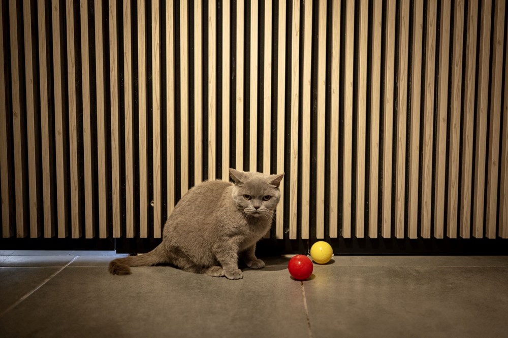 Obezken ünlenen kedi Şiraz'ın çilesi bitmiyor: Şimdi de sahipsiz kaldı - 9