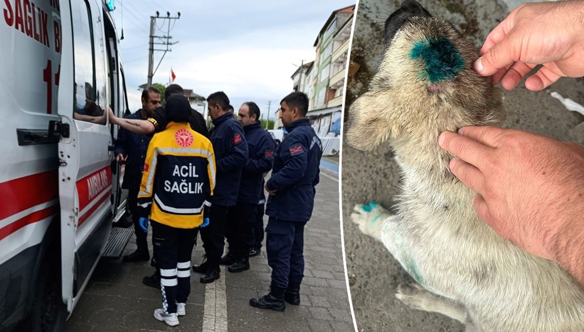 Bu kez insan köpeği ısırdı Bu kez insan köpeği ısırdı