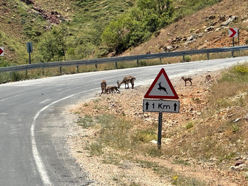 Tunceli'de ölümcül uyarı: "Yolda gördüğünüz an uzak durun!" - 3