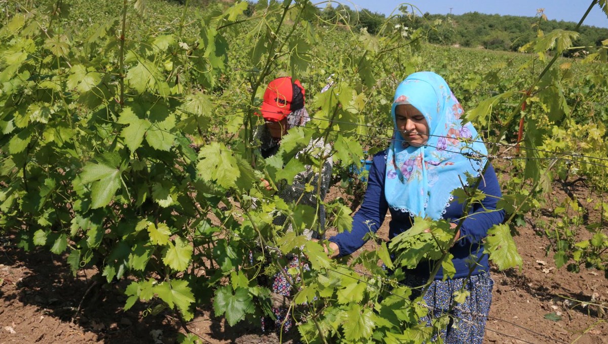 Hasat sürüyor: Kilosu 140 ila 170 lira arasında değişiyor