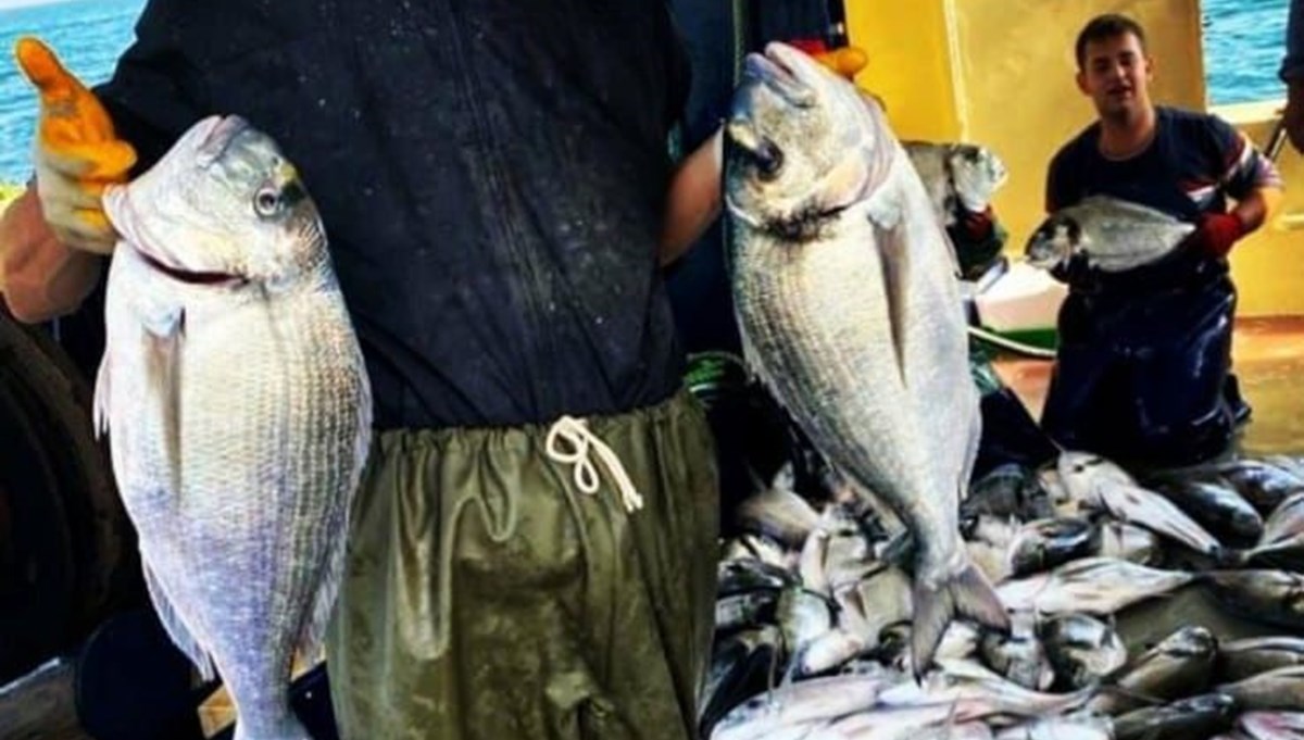 Lüferden sonra çipura bolluğu