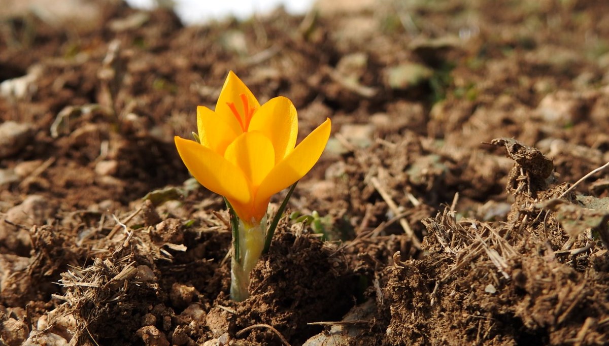 Bu çiçeği koparmanın cezası 109 bin 593 TL