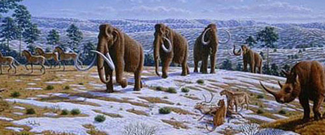 Bu Mamut Dişi, 37.000 Yıl Önce İp Yapmak için Kullanılmış