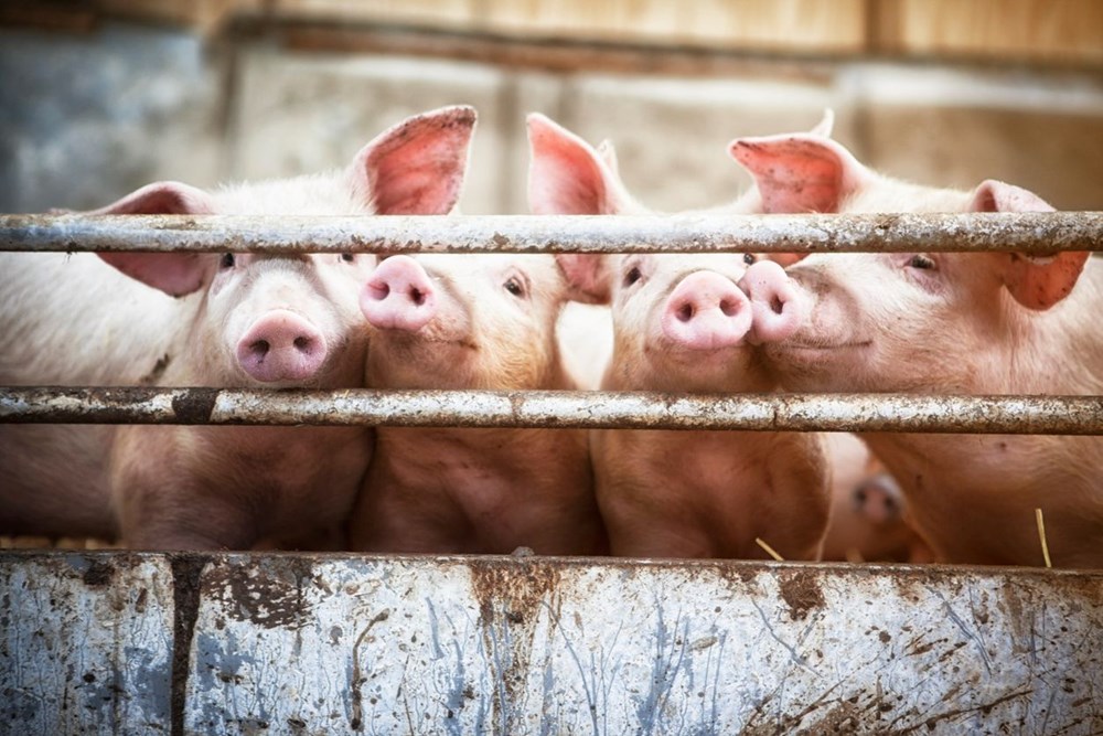 ABD’li cerrahlar domuzdan insana ilk kez çift böbrek nakli gerçekleştirdi: Binlerce hayat kurtarılabilir - 5
