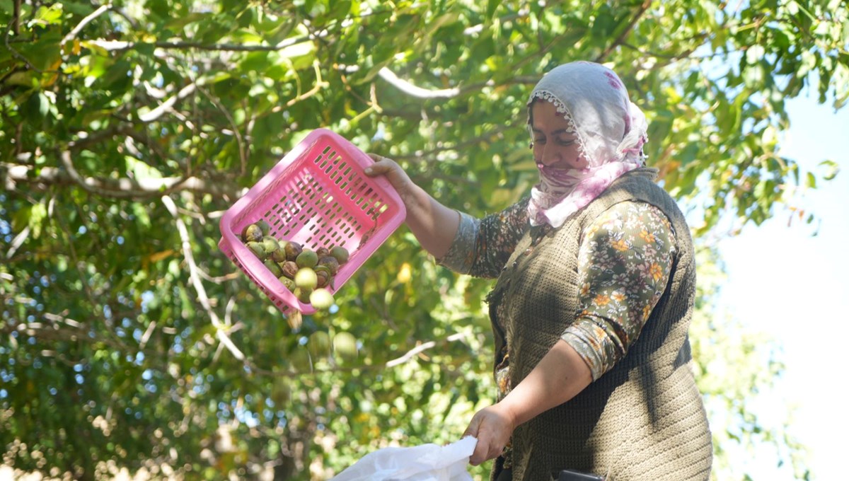 Muş merkeze 30 kilometre uzaklıkta bulunuyor: 5 bin ağaçtan toplanmaya başladı