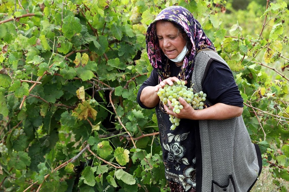 Bağ bozumu telaşı fotoğraf tutkunlarını Trakya bağlarına çekiyor NTV