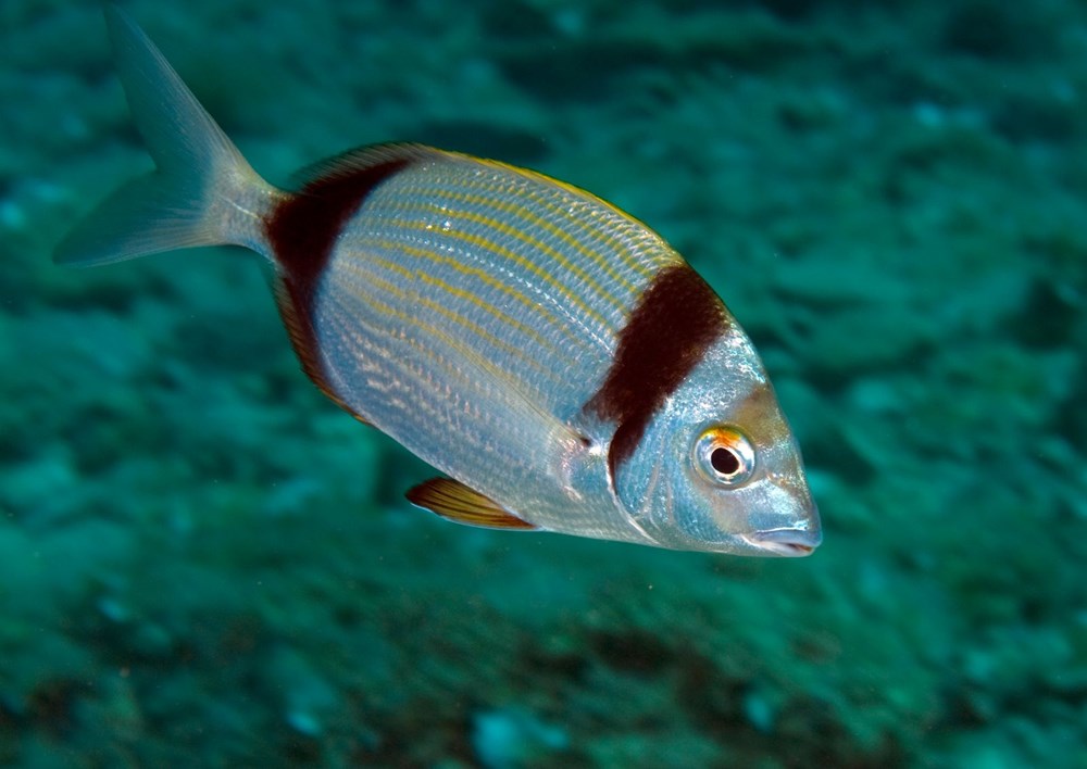 The hidden and colorful world of the Mediterranean - 17