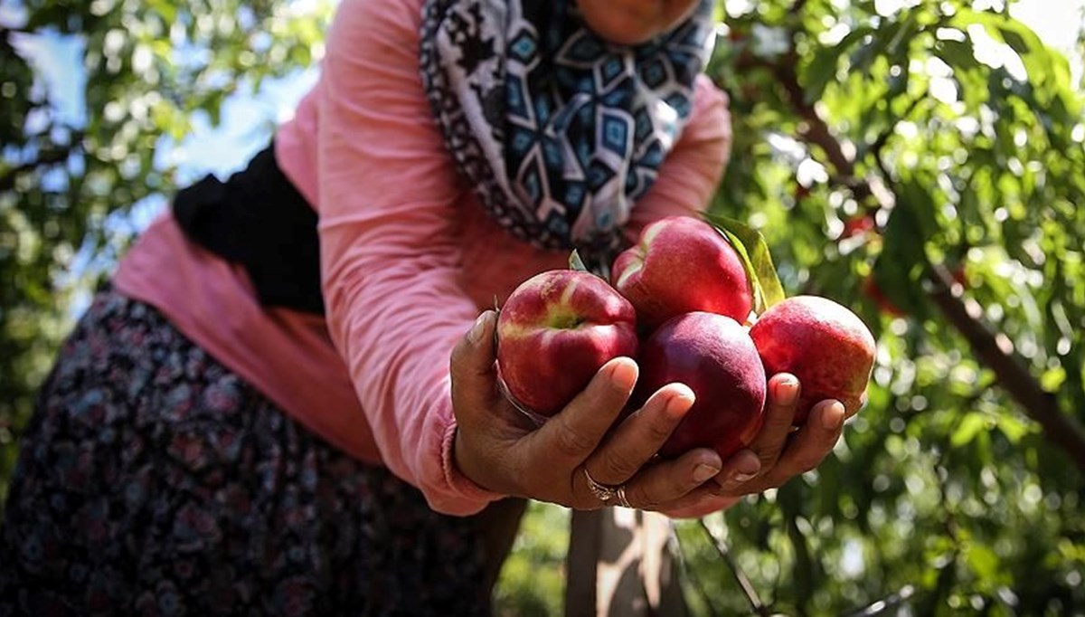 Bursa şeftalisine AB'den coğrafi işaret tescili