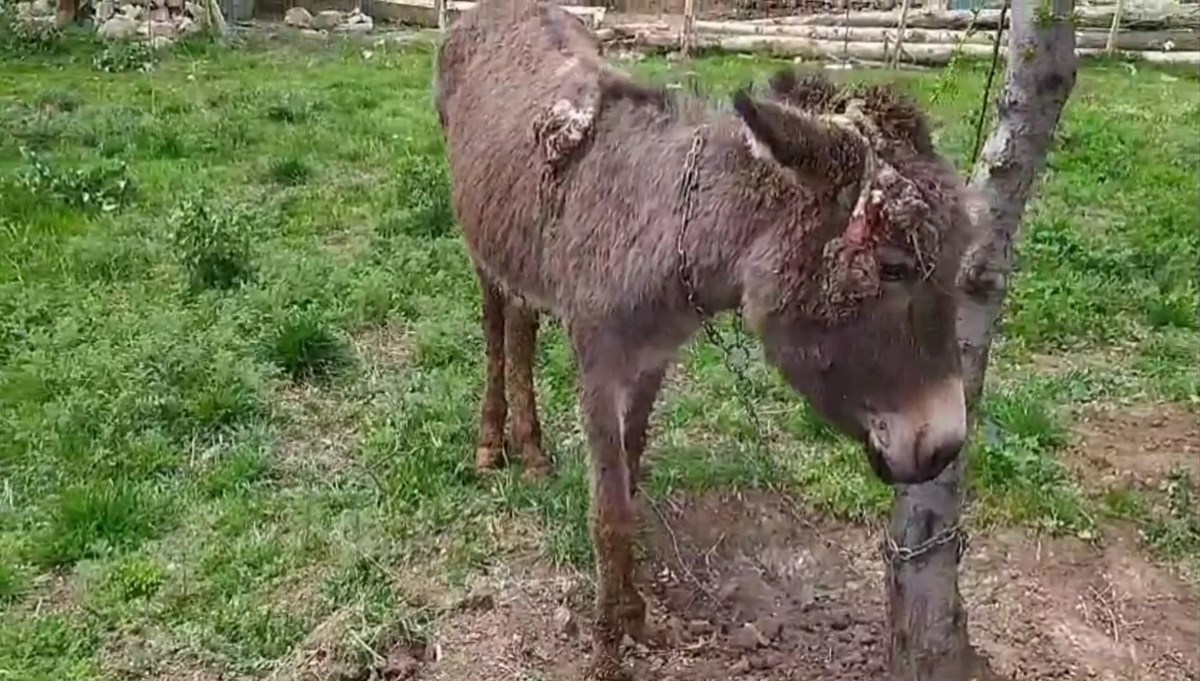 Kadife ağaca bağlanıp ölüme terk edildi: 
