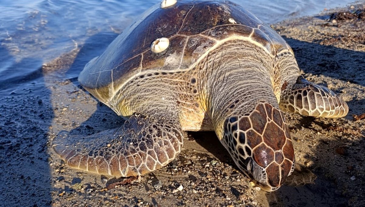 Çanakkale kıyılarında bulundu: 50 kilo ağırlığında