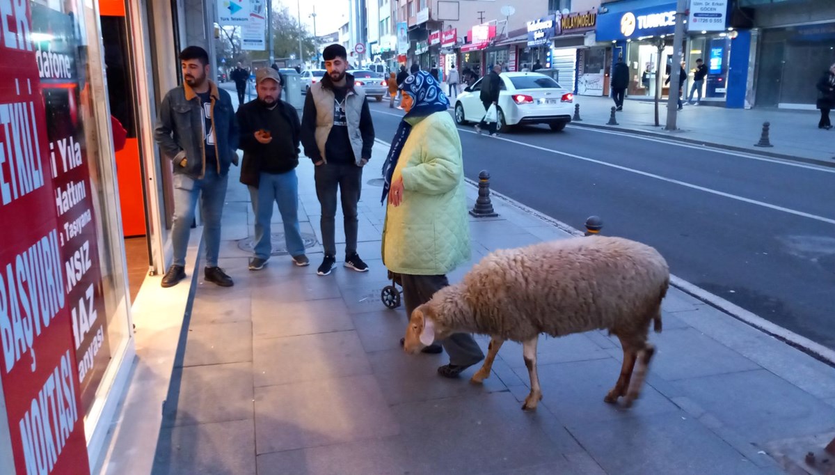 Evladı gibi baktığı koyunu peşinden ayrılmıyor