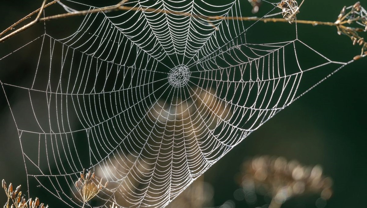 Örümcek ağları büyük bir plastik kirliliğine ev sahipliği yapıyor