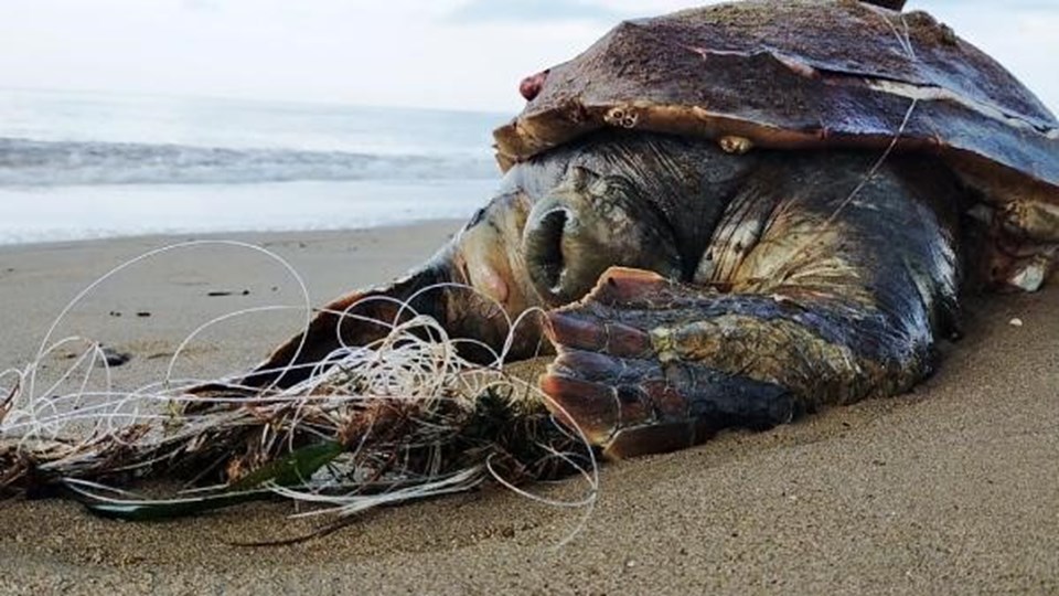 Balıkçı ağları caretta carettaların ölümüne neden oluyor - 1