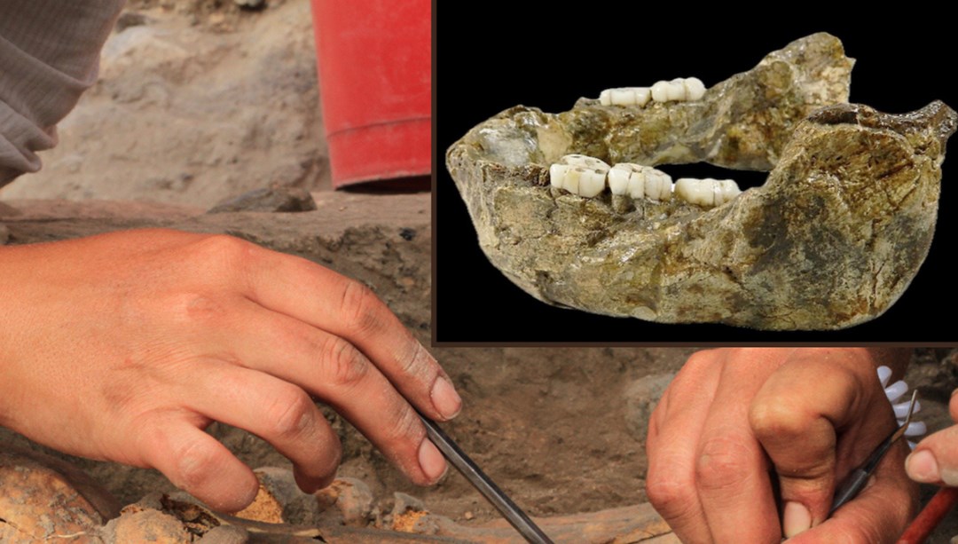 İnsanların bilinmeyen yeni akrabası: 1,4 milyon yıllık çene fosili