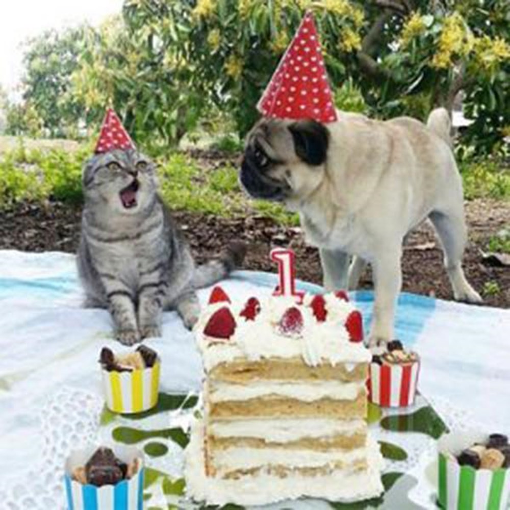 Собака празднует. Открытка с днём рождения животные. С днем рождения кот. Тортик с мопсом. Животные поздравляют с днем рождения.