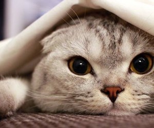kedi