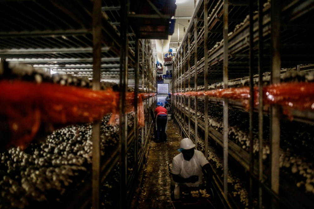 Corona virüs son durum: Hindistan'da 1 günde 2 bin kişi öldü - 3