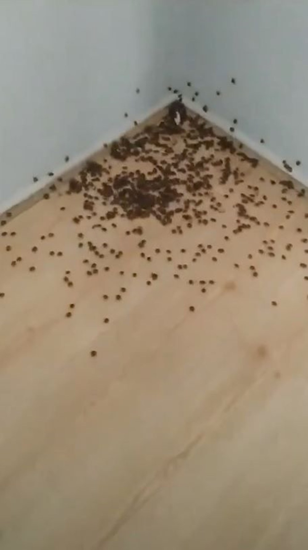 Karadeniz'de "istilacı böcek" kabusu | 14 bin yumurta bırakıyor - 14