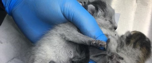 Yapışık dördüz kediler operasyonla birbirinden ayrıldı