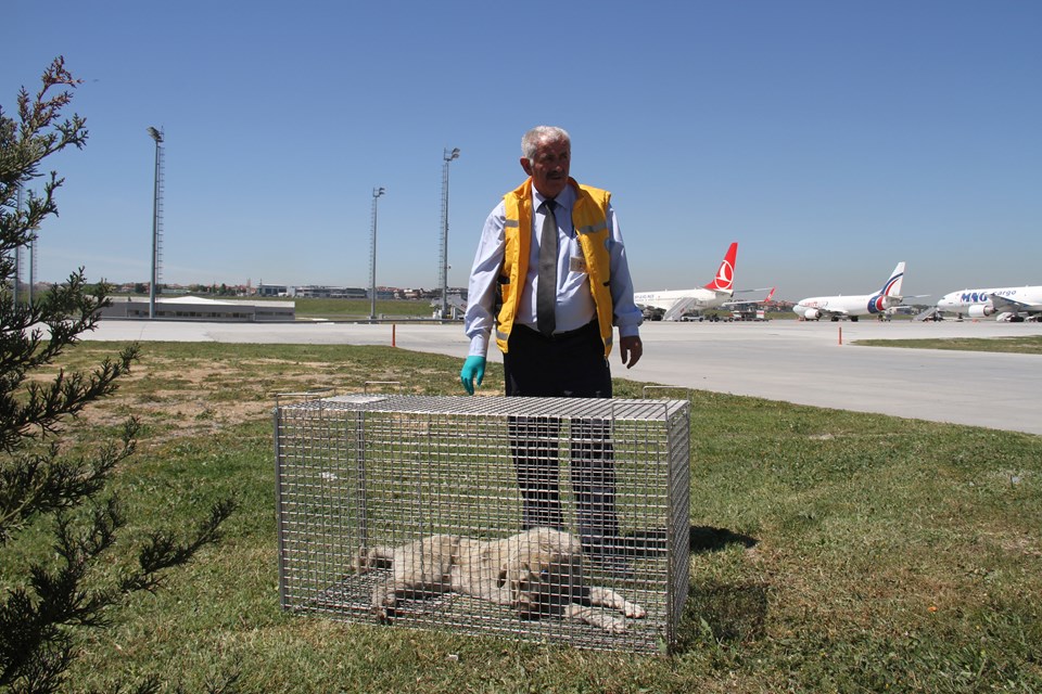 Atatürk Havalimanı'nda köpek timi görevde - 3