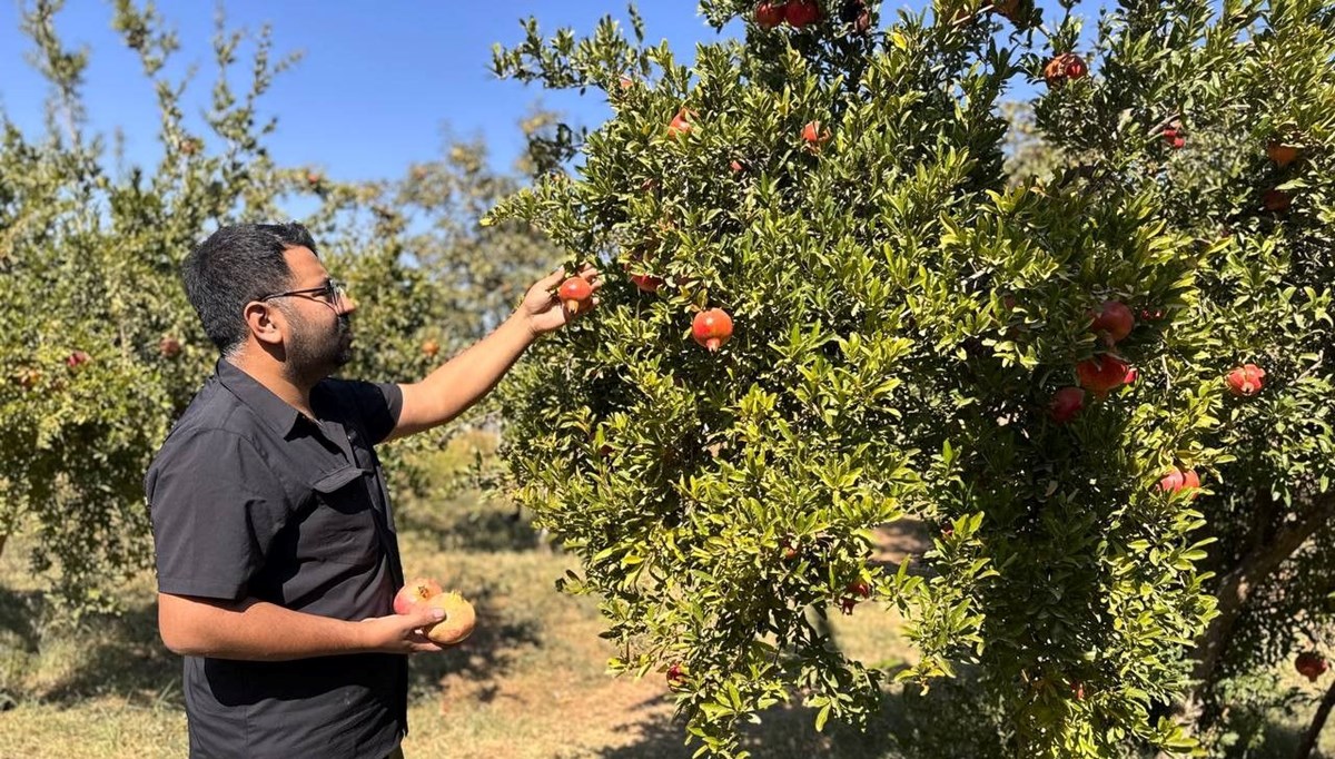 Bahçelerden toplanmaya başladı: Bereketli hasat
