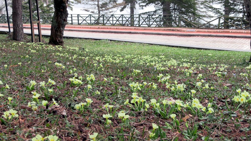 Müjdelenen Bahar: Çiğdemler Uyandı 76 voUZykNe20mnrzVfk NWFQ