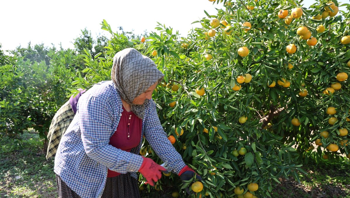 En ucuz meyve: 8 TL'ye kadar düştü