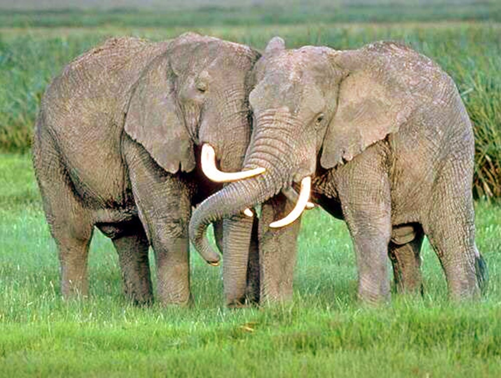 Слон слониха и два слоненка. Слоны любовь. Слон и-2. Один слон и один слон два слона. Один слон и один слон два слона.