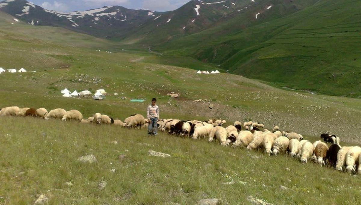 Yetiştiricilerden çoban isyanı: 100 bin lira maaşla çalıştıracak eleman bulamıyorlar