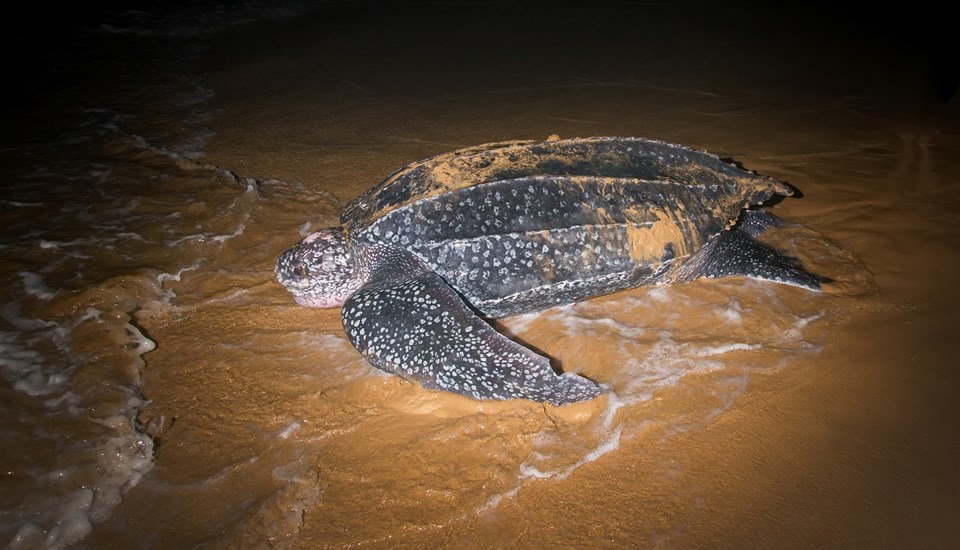Muğla açıklarında deri sırtlı deniz kaplumbağası görüntülendi - 1