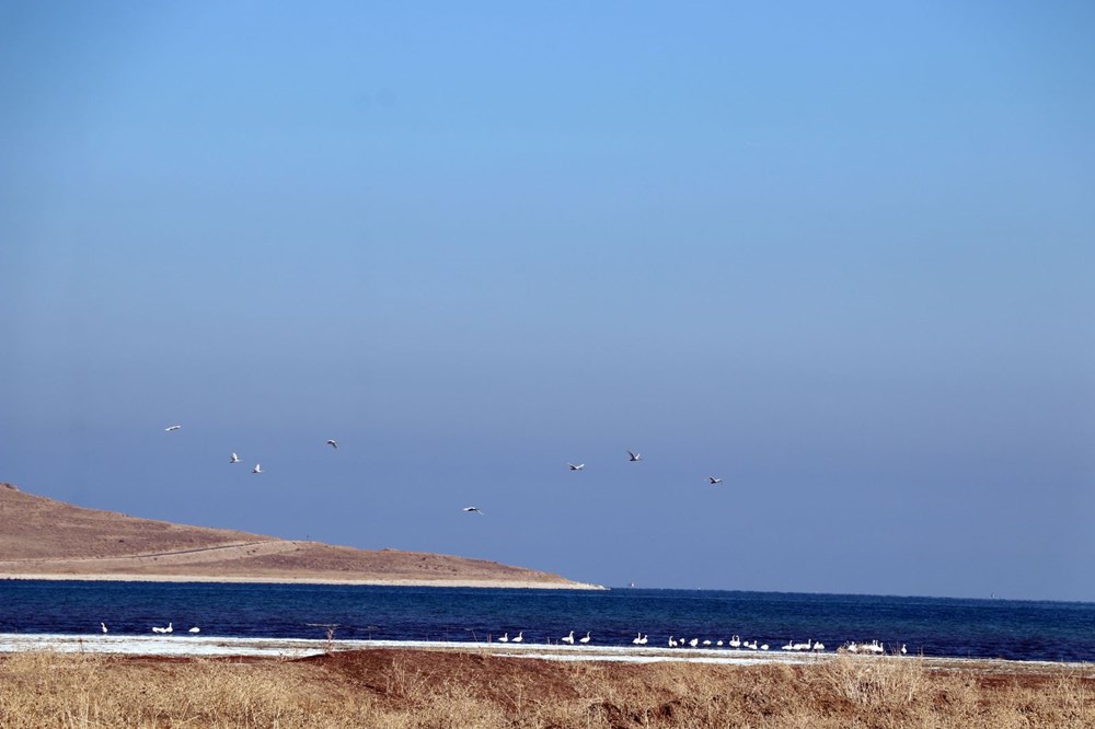 Jandarmanın kuğu nöbeti: Nesilleri tehlike altında - 8