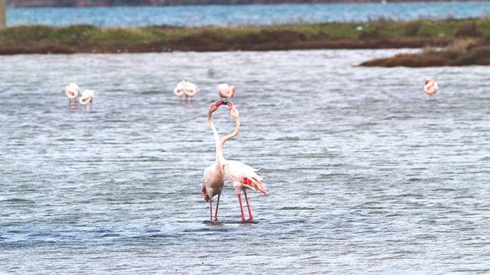 Şeytan Sofrası Lagünü'nü flamingolar renklendiriyor - 2