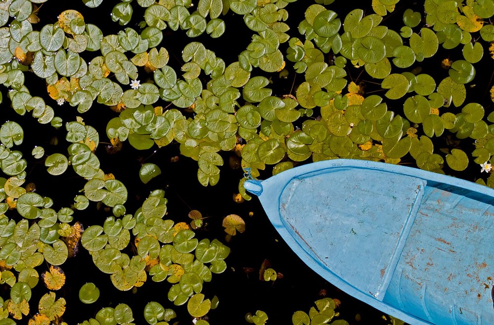 Türkiye'nin en büyük nilüfer bahçesi: Beyşehir Gölü - 14