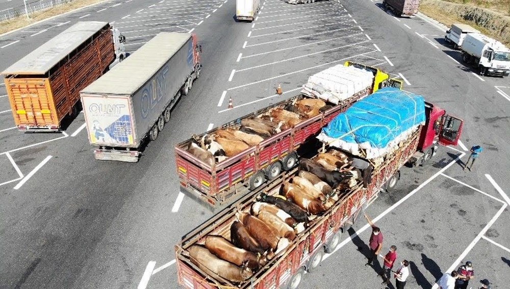 İstanbul'da kurbanlık hayvan denetimi - 2