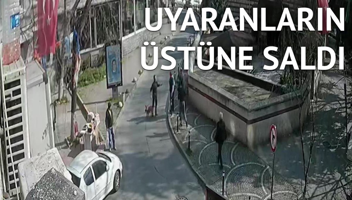 Beyoğlu'nda pitbull dehşeti