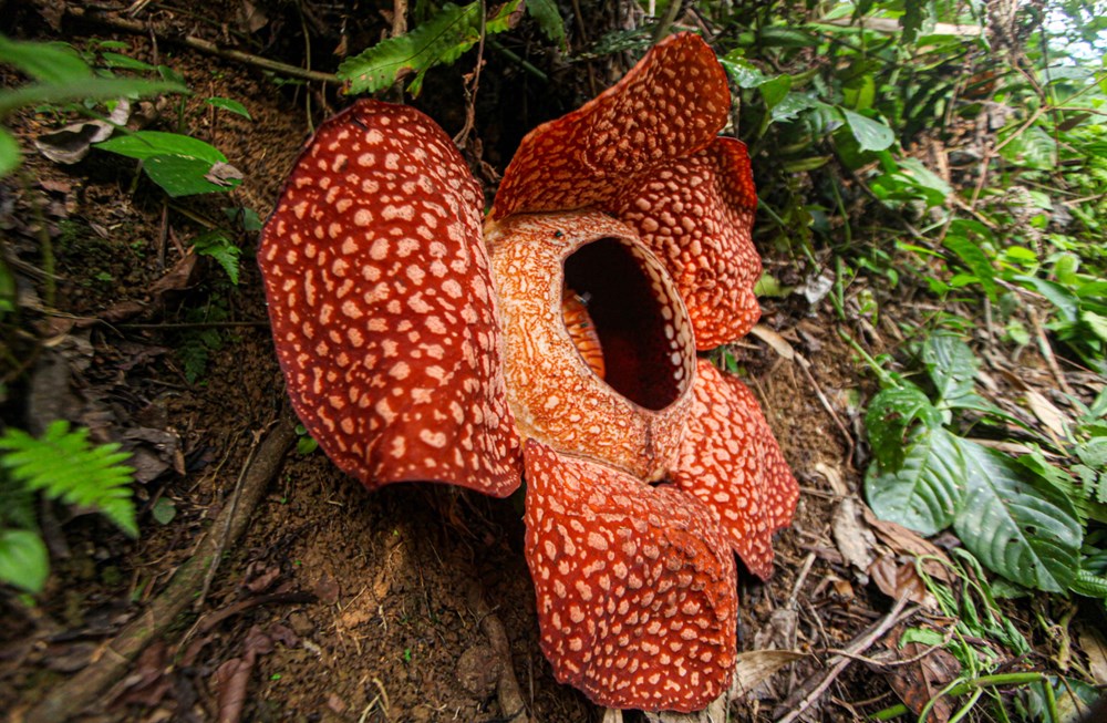 Dünyanın en büyüğü: Endonezya’da ceset çiçeği olarak da
bilinen 'Rafflesia arnoldii' açtı - 12