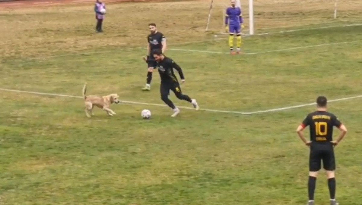 Futbolcular maçı bıraktı: Top yerine köpeğin peşinde koştular