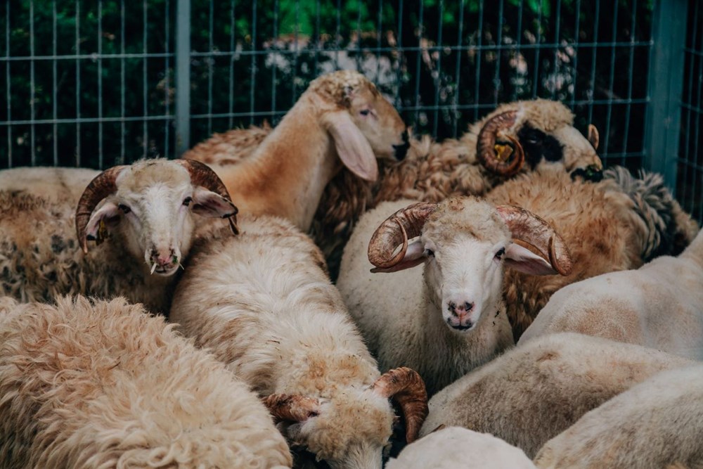 Bayrama kaç gün kaldı? Kurban Bayramı 1. günü ne vakit, hangi güne denk geliyor? 74