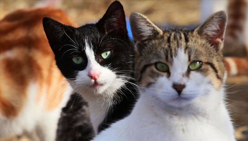 Hayvanları Koruma Günü ne zaman? Hayvanları Koruma Günü tarihi