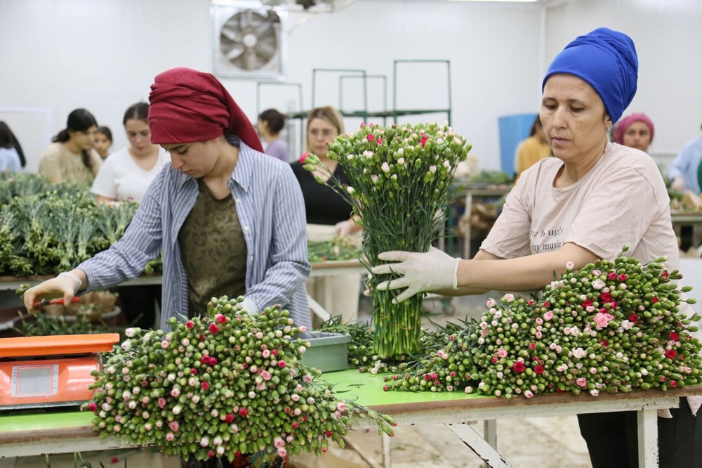 Kraliçe Elizabeth'in cenazesine Türkiye'den 1,5 milyon karanfil - 2